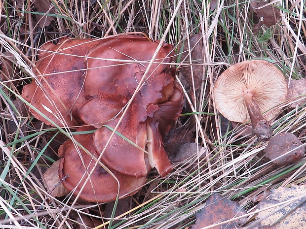 čírovka plavohnedá Tricholoma fulvum (Fr.) Bigeard & H. Guill.