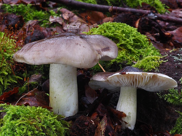 čírovka sivá Tricholoma portentosum (Fr.) Quél.