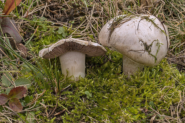 pečiarka poľná Agaricus campestris L.