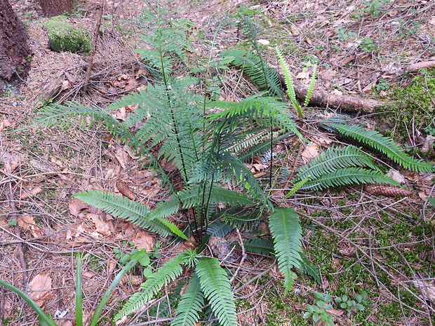 rebrovka rôznolistá Blechnum spicant (L.) Roth