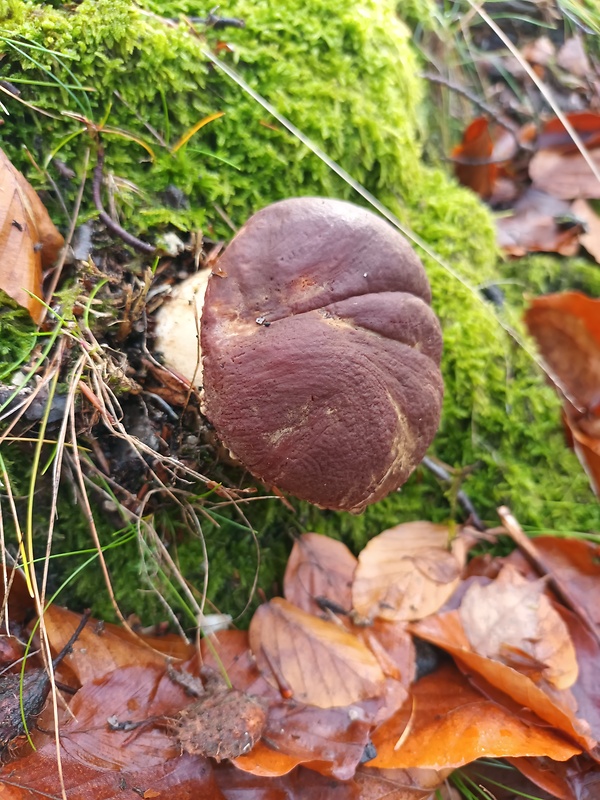 hríb sosnový Boletus pinophilus Pil. et Dermek in Pil.