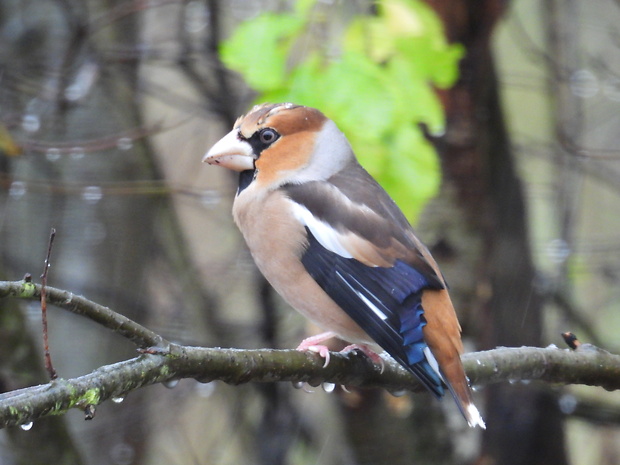 glezg hrubozobý Coccothraustes coccothraustes