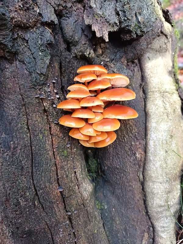 plamienka Flammulina sp.