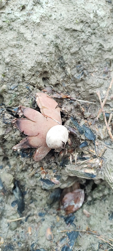 hviezdovka Geastrum sp.