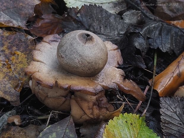 hviezdovka trojitá Geastrum triplex Jungh.