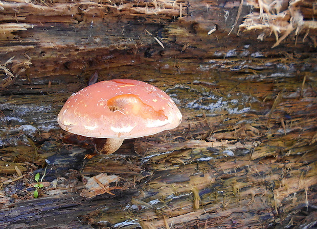 strapcovka tehlovočervená Hypholoma lateritium (Schaeff.) P. Kumm.