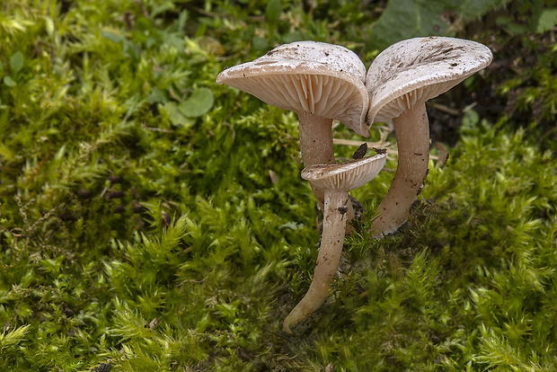 pôvabnica mramorovaná Lepista panaeolus (Fr.) P. Karst.