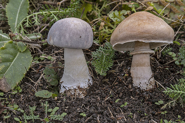 bedlica Leucoagaricus sp.