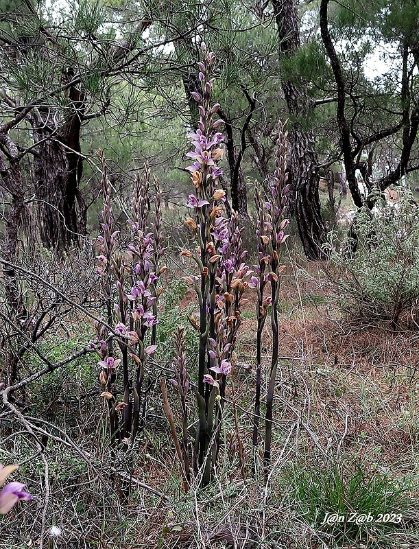 modruška pošvatá Limodorum abortivum (L.) Sw.