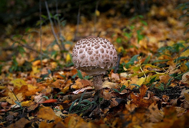 bedľa vysoká Macrolepiota procera (Scop.) Singer