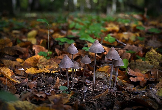 prilbička ryhovaná Mycena polygramma (Bull.) Gray