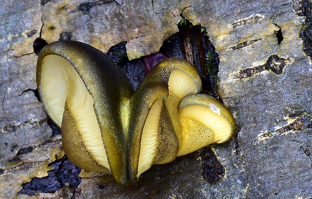 pňovka neskorá Sarcomyxa serotina (Pers.) P. Karst.