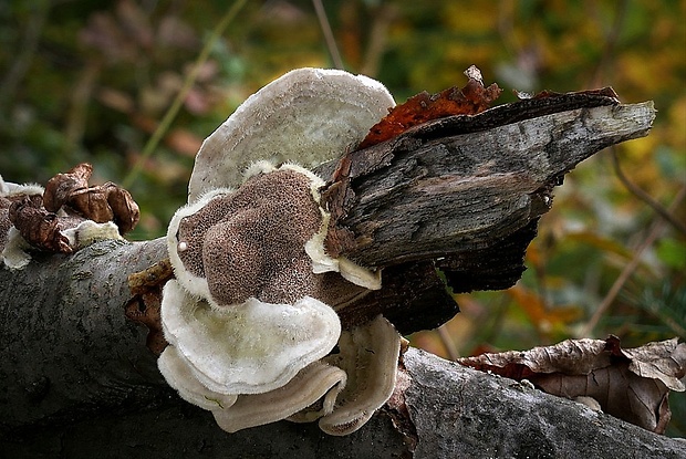 trúdnikovec chlpatý Trametes hirsuta (Wulfen) Lloyd