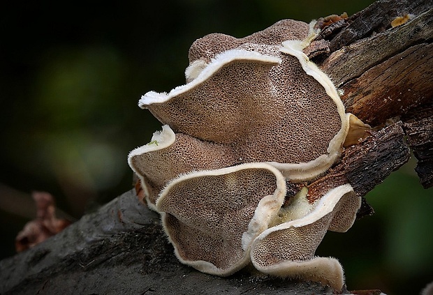 trúdnikovec chlpatý Trametes hirsuta (Wulfen) Lloyd