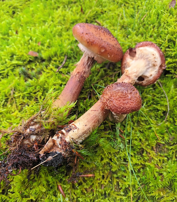 podpňovka tmavá Armillaria ostoyae (Romagn.) Herink