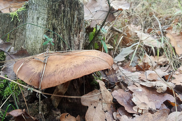 podpňovka Armillaria sp.