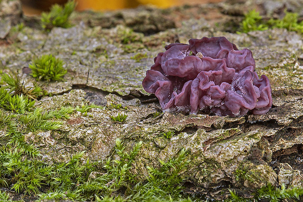 vrtidlovka Ascocoryne sp.