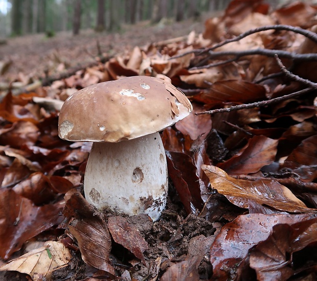 hríb smrekový Boletus edulis Bull.