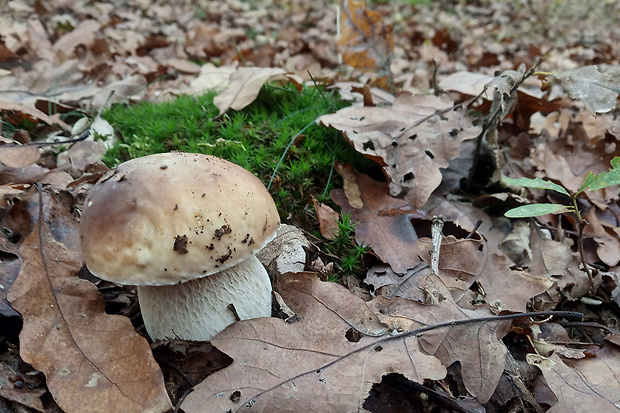 hríb smrekový Boletus edulis Bull.