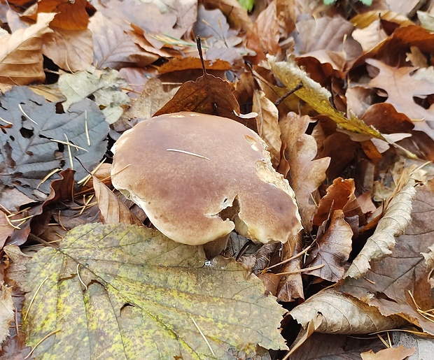 hríb smrekový Boletus edulis Bull.