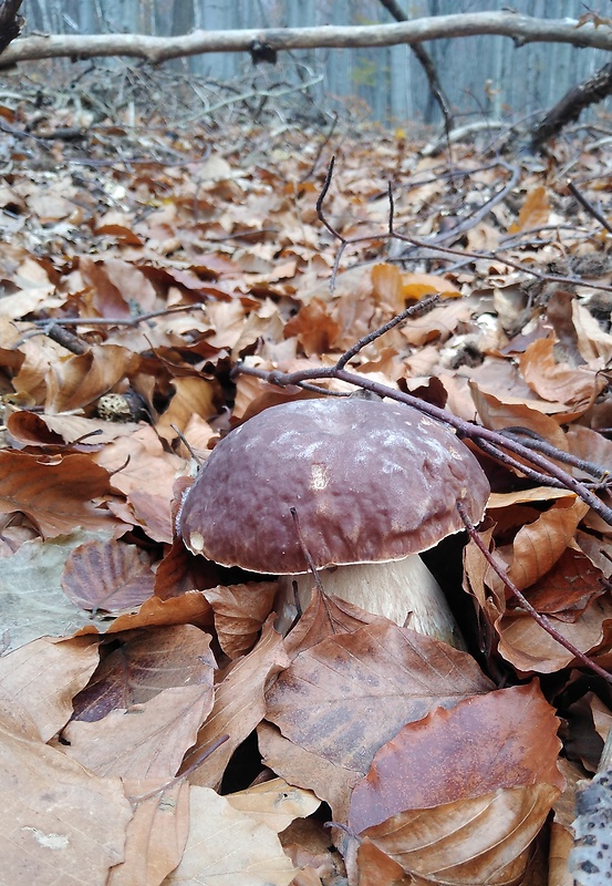 hríb smrekový Boletus edulis Bull.