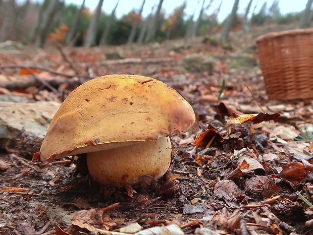 hríb sosnový Boletus pinophilus Pil. et Dermek in Pil.