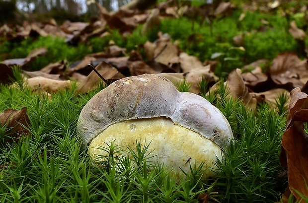 hríb sosnový Boletus pinophilus Pil. et Dermek in Pil.