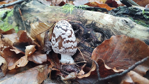 hnojník strakatý Coprinopsis picacea (Bull.) Redhead, Vilgalys & Moncalvo