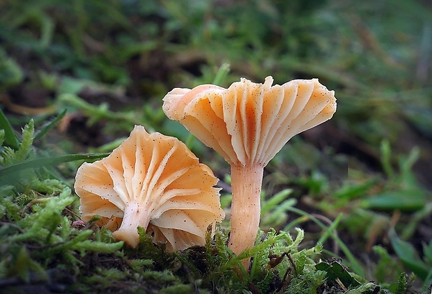 lúčnica statná Cuphophyllus pratensis (Fr.) Bon