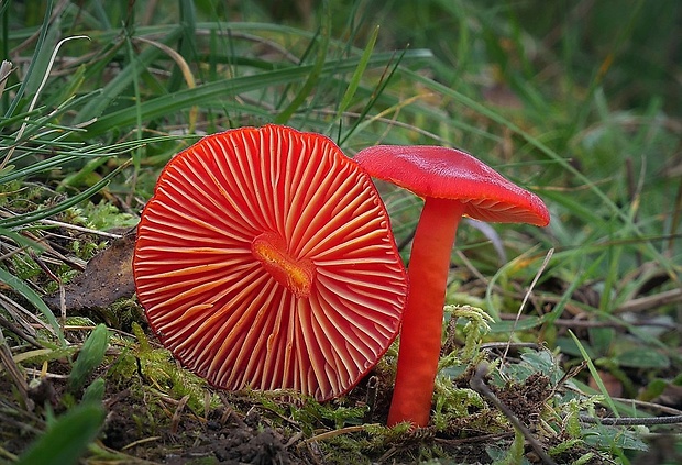 lúčnica šarlátová Hygrocybe coccinea (Schaeff.) P. Kumm.