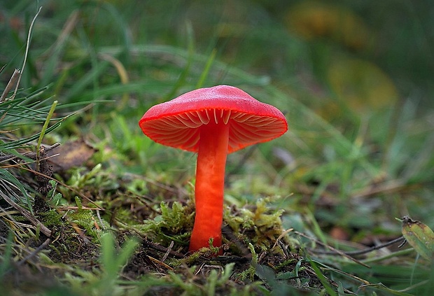 lúčnica šarlátová Hygrocybe coccinea (Schaeff.) P. Kumm.