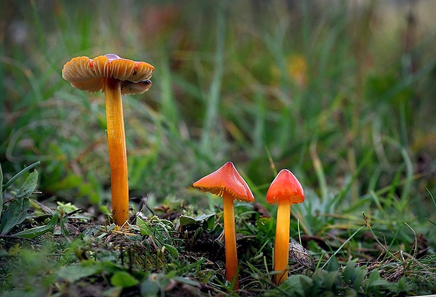 lúčnica kužeľovitá Hygrocybe conica (Schaeff.) P. Kumm.