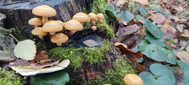 šupinačka menlivá Kuehneromyces mutabilis (Schaeff.) Singer & A.H. Sm.