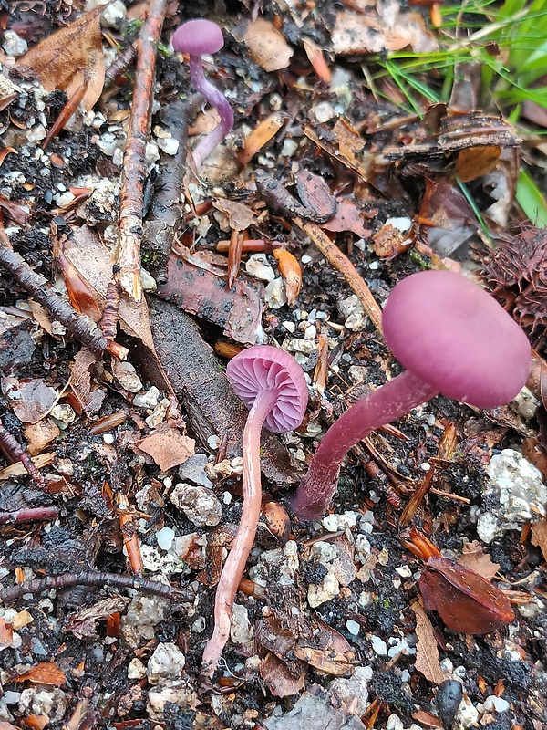 lakovka ametystová Laccaria amethystina (Huds.) Cooke