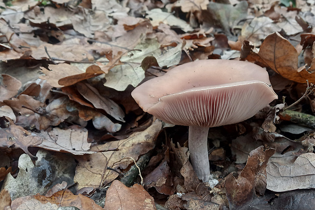 pôvabnica fialová Lepista nuda (Bull.) Cooke