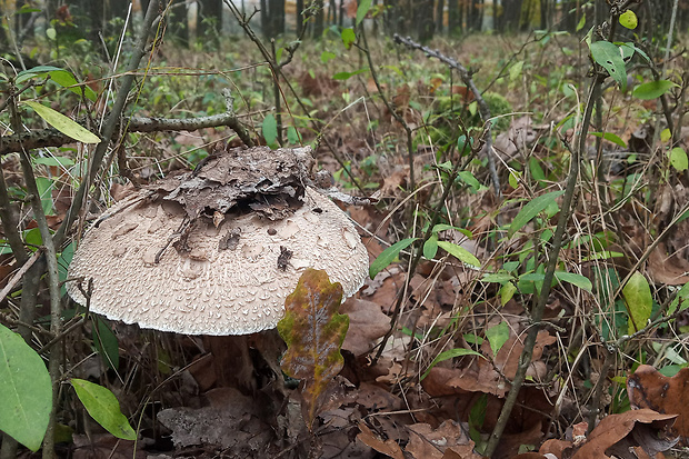 bedľa vysoká Macrolepiota procera (Scop.) Singer