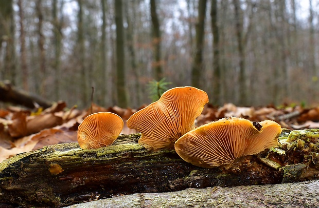 hlivník hniezdovitý Phyllotopsis nidulans (Pers.) Singer