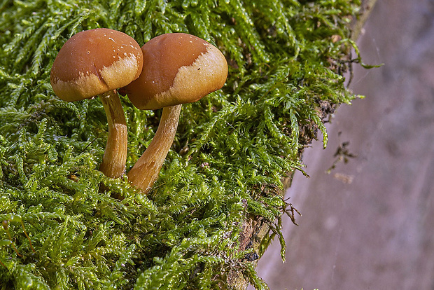 drobuľka Psathyrella sp.