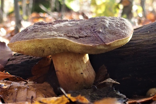 suchohríb zamatový Xerocomellus pruinatus (Fr.) Šutara