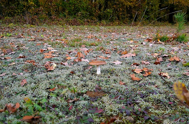 muchotrávka tigrovaná Amanita pantherina (DC.) Krombh.