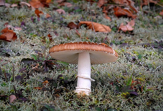 muchotrávka tigrovaná Amanita pantherina (DC.) Krombh.