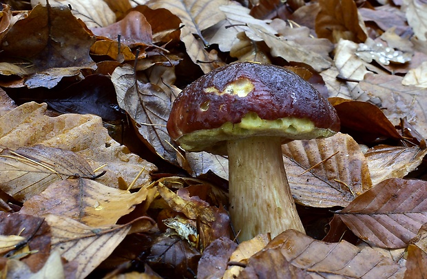 hríb sosnový Boletus pinophilus Pil. et Dermek in Pil.