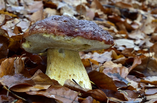 hríb sosnový Boletus pinophilus Pil. et Dermek in Pil.