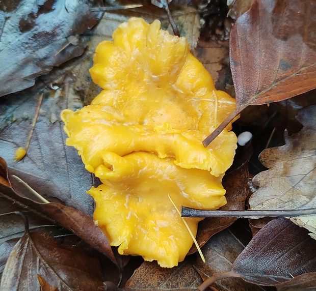 kuriatko Cantharellus sp.