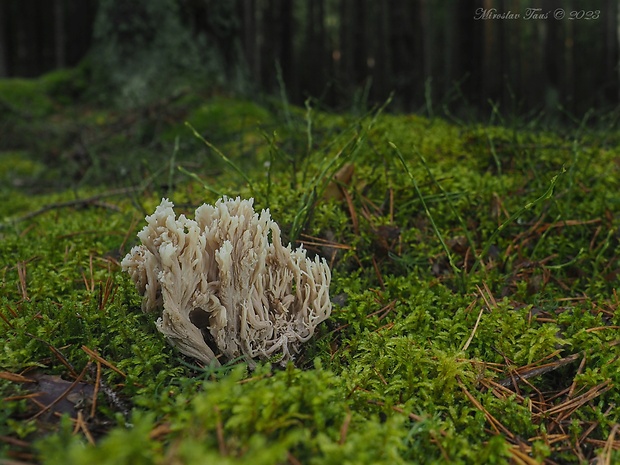 konárovka popolavá Clavulina cinerea (Bull.) J. Schröt.