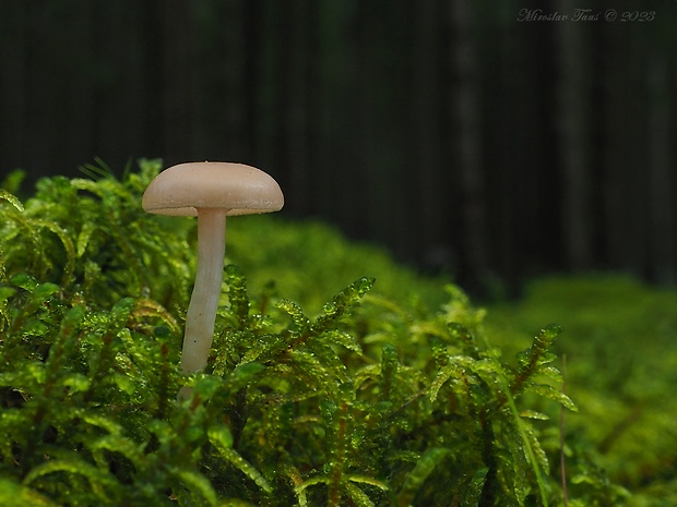 strmuľka mäsovohnedá Clitocybe diatreta (Fr.) P. Kumm.