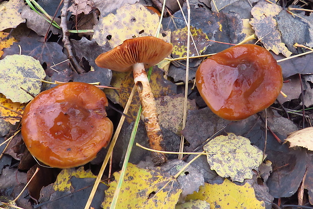 pavučinovec Cortinarius sp.