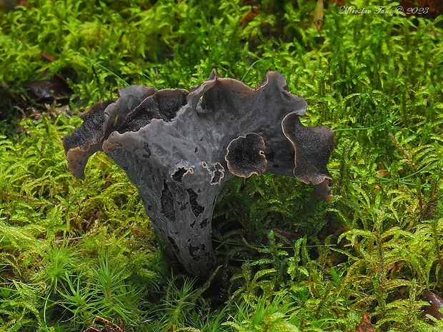 lievik trúbkovitý Craterellus cornucopioides (L.) Pers.