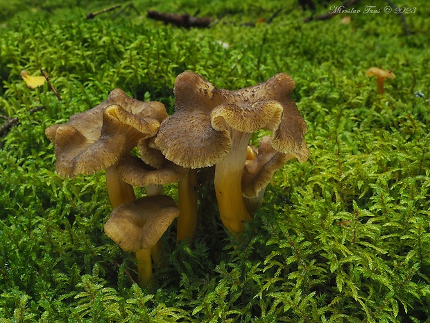 kuriatko lievikovité Craterellus tubaeformis (Fr.) Quél.