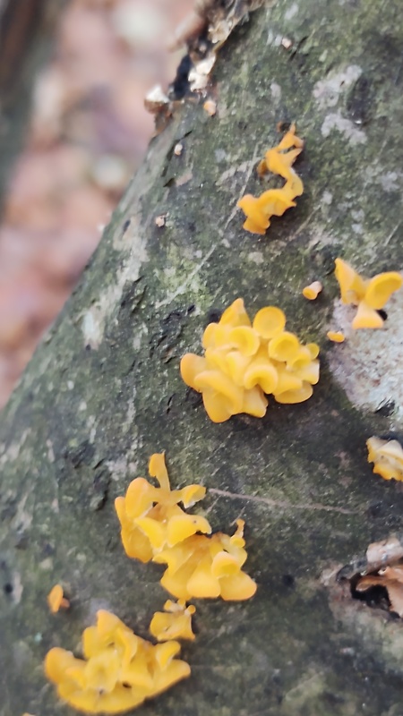 trasľavka pohárikovitá Guepiniopsis buccina (Pers.) L.L. Kenn.